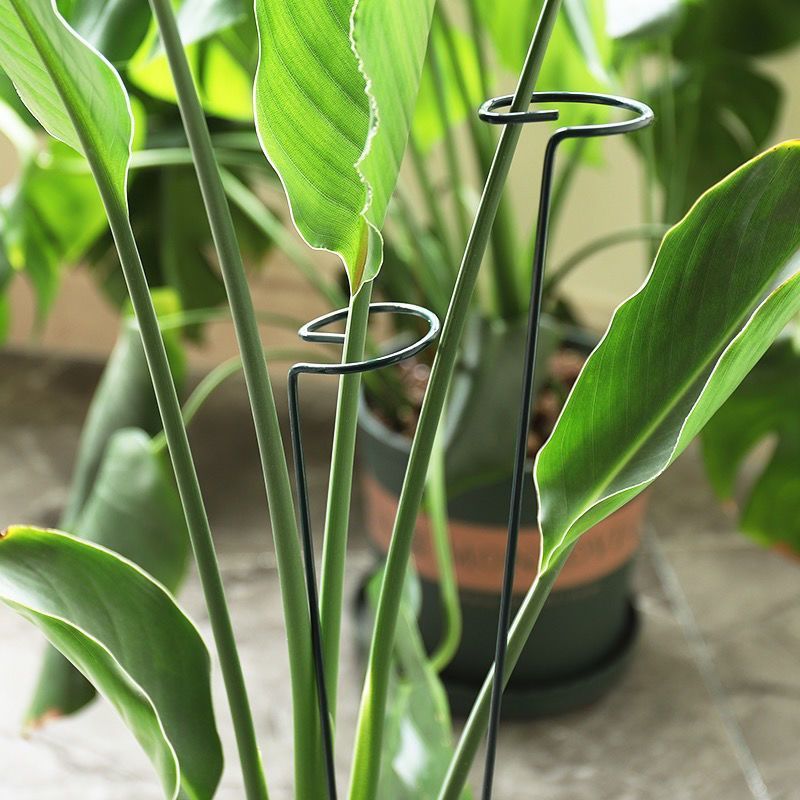 1/10pcs Garden Support Stake R - Plant Parent Tools review and price