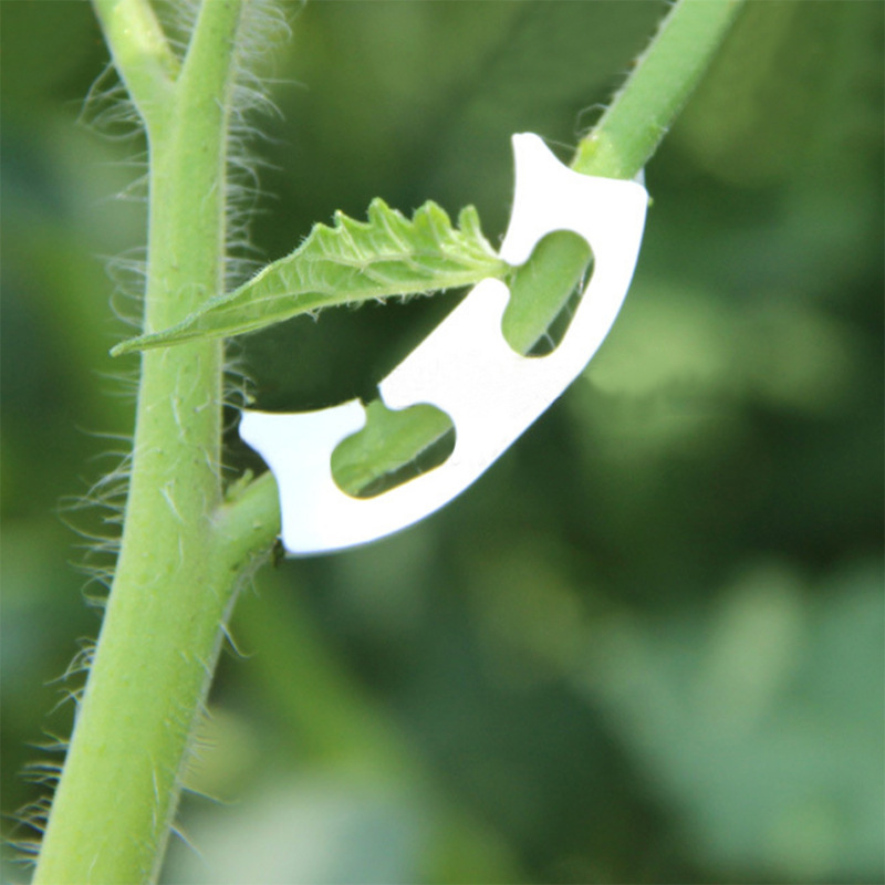 50/100pcs Botany-stem Vine Str - Plant Parent Tools review and price